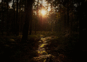 Rayons de soleil dans la for&ecirc;t myst&eacute;rieuse